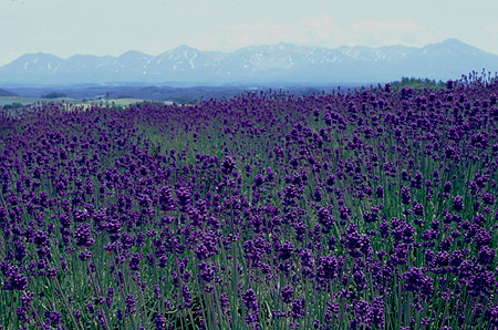 Lavender@Shikisai no oka