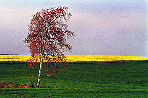 Tree beside the pond