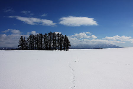 pine trees