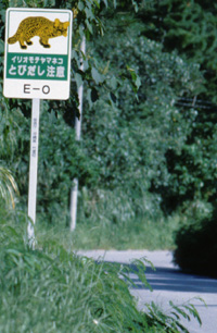 Photo:Iriomote Yamaneko (wildcat)