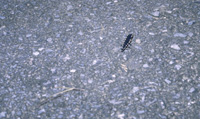 Photo:Insect/Iriomotebotaru