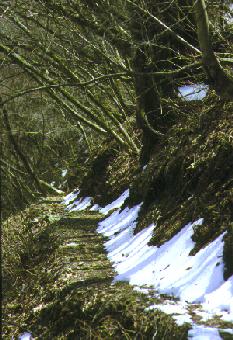 大菩薩峠登山道