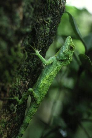 tree lizard