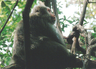 Photo: Alpha male monkey 