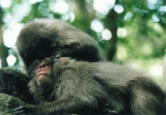 Photo: Monkeys [Grooming]