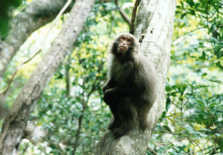 Photo: monkey on a branch.