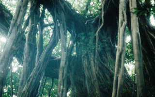 Photo:Gajumaru tree in the forest