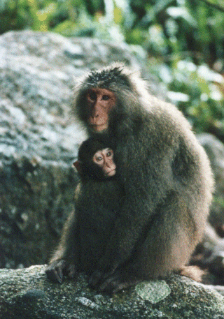 Photo:Monkey holding her baby