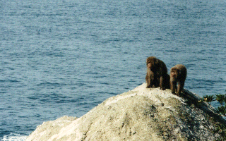 Photo:Two monkeys at seaside