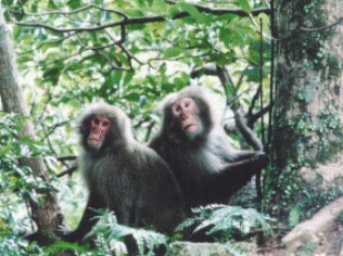 Photo: Two Monkeys