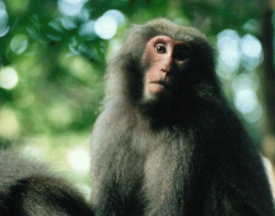 Photo:Yakushima monkey