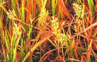 plants in Ozegahara