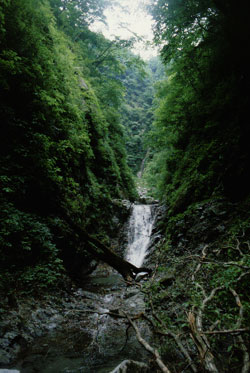 鬼石沢の小滝