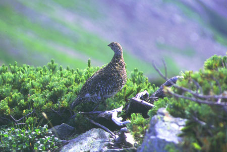 Ptarmigan